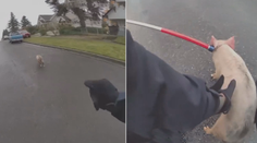 VIDEO: Kuriózní policejní honička. Policistům dal zabrat čtyřnohý rychlík