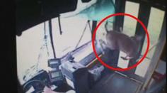 Srna vletěla oknem do autobusu, bez zranění vystoupila dveřmi! VIDEO