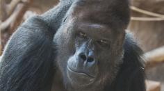 Jak šel čas s Richardem. Gorilí samec slaví v zoo 20 let