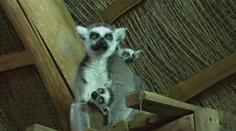 Jihlavská zoo má šest lemuřích mláďat. Máme video z krmení tlupy