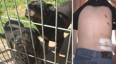 Chlapec pokousaný rotvajlery se pomalu zotavuje. AGRESIVNÍ psi můžou útočit dál!