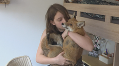 Rodina si pořídila lišku jako mazlíčka. Nejdřív na chov dostala povolení, teď má problém