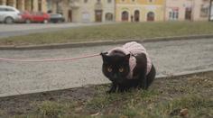 Česko jde na ruku majitelům psů. Mohou s nimi do kina, lázní nebo kaváren