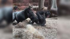 VIDEO: Řev a bitka v pavilonu goril. Návštěvníci pražské zoo jen překvapeně zírali