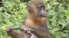 Opičí království: V ostravské zoo se narodilo mládě mandrila