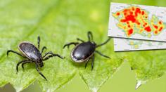 Kde jsou klíšťata nejaktivnější? MAPA, jaké nemoci přenášejí u vás