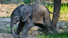 Poklad mezi mláďaty. Zoo Zlín ukázala první fotky afrického slůněte