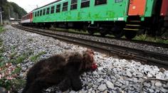 FOTO: Vlak na Slovensku zabil dva medvědy