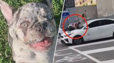 Zloději ženě ukradli milovaného buldočka. Skočila jim na auto a nechtěla se pustit