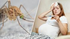 Virus Zika v Česku! Jak se nemoc projevuje a kde se šíří nákaza?