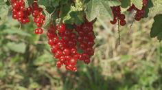 Rybíz je v Česku luxusním ovocem. Jediný koláč může vyjít na stovky korun