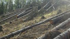 Firma nezabránila šíření kůrovce. Dostala pokutu 140 tisíc!