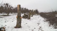 Pěstování jablek v Česku nejspíš skončí. Ovocnářům se totiž nevyplatí