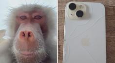 VIDEO: Opice ukradla telefon návštěvnici zoo. Pak natočila záběry přímo z výběhu