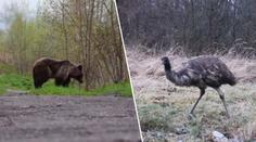 Pštrosice na Břeclavsku utekla z ohrady! Potuluje se tam i medvěd