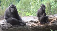 Reportérka potkala uprchlé makaky. Zaměstnanci zoo si na ně připravili návnadu