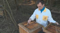 Včelám hrozí vážné nebezpečí. Mnoho včelstev může v příštích týdnech uhynout