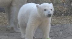 Německá zoo pojmenovala mládě ledního medvěda. Vybírala z 30 000 návrhů