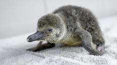 V pražské zoo se narodil malý tučňák Humboldtův, zatím se schovává