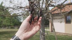 Mrazy zničily i úrodu ořechů. Promítne se to do cen cukroví