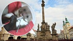 VIDEO: Kuna překousala kabely, Hradec zůstal bez proudu!