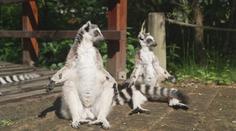 Ostravská zoo stále hledá uprchlého lemura. Na svobodě vydrží i několik týdnů