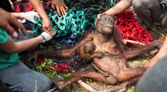 Vyhnal je oheň: Orangutanku s mládětem skoro dorazili vesničani!