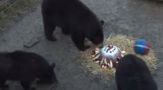 Medvíďata v zoo slavila první narozeniny! Dostala dort a míč