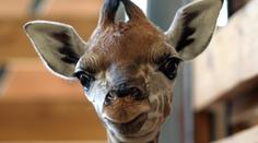 Žirafí sameček v pražské zoo dostal jméno Kuba