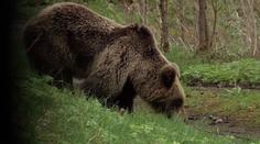 Slovensko po smrti houbaře řeší, co s medvědy. Vláda je chce postřílet
