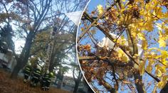Kuriózní zásah v Brně: Hasiči ze stromu sundávali lednici! VIDEO