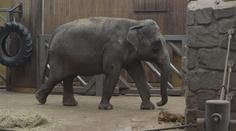 Samec slona z ostravské zoo už se zabydluje ve Francii. Přeprava trvala půl roku