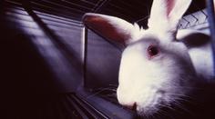 Lidé zuří kvůli týrání zvířat! Našli způsob, jak donutit EU zasáhnout