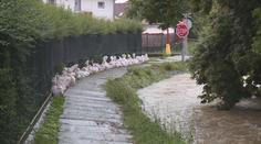 V ČR udeřily silné bouřky s kroupami. Vítr lámal stromy, hrozí i povodně