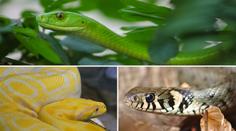 Hadí podzim v Česku! Mamba, užovka a krajta způsobily manévry