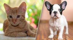 Veterináři: Tyhle úrazy hrozí v létě zvířatům. Jak je ochránit?