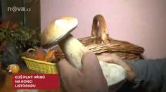 Houby v listopadu? V lese na Pardubicku nasbírali plný košík!
