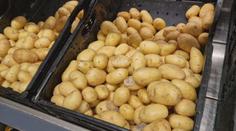 Ceny brambor půjdou nahoru. Zemědělce trápí sucho i válka na Ukrajině