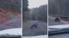 Medvěd na Slovensku u silnice trhal jelena, řidič vše natočil!