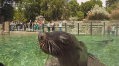 České zoo hlásí obrovský zájem, v Děčíně padl návštěvnický rekord