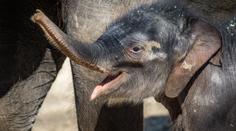 Podpořte zvířátka z pražské zoo a kupte si Vstupenku na lepší časy!