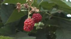 Čerstvější a levnější ovoce? Zkuste čím dál populárnější samosběr