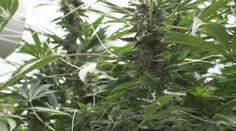 Legalizace konopí může přinést miliardy do rozpočtu. Lidovci jsou proti