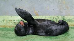 Radost v pražské zoo. Narodilo se tam vzácné mládě