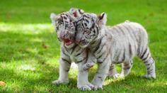 Liberec přijde o svůj symbol. Bílí tygři musí z místní zoo zmizet