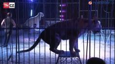 Šok pro český cirkus! Slovenské město je vyhnalo kvůli zvířatům