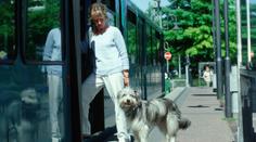 Tramvaj vláčela psa na vodítku, řidič nereagoval na křik cestujících