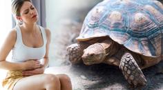 Bolí mě břicho, stěžovala si žena po party. Ve vagině jí našli želvu
