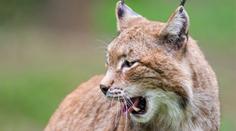 Chlapce (5) v zoo pokousal rys, se zraněním skončil v nemocnici