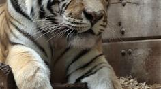 KRVAVÁ SMRT V ZOO: Tygr rozsápal Martinovi (56) hrdlo!
